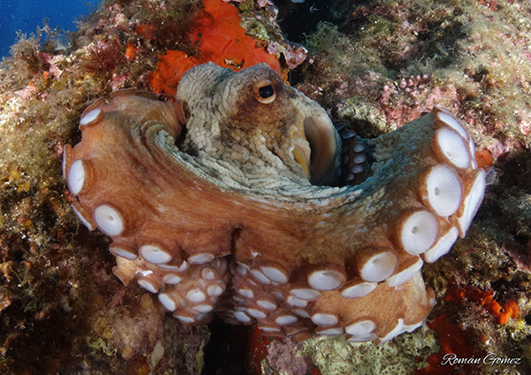 Octopus  Vulgaris